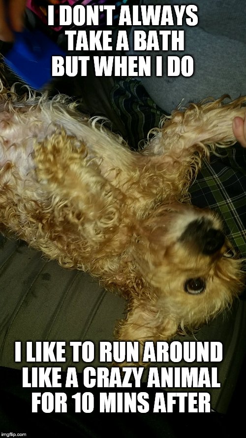 Sandy | I DON'T ALWAYS TAKE A BATH BUT WHEN I DO; I LIKE TO RUN AROUND LIKE A CRAZY ANIMAL FOR 10 MINS AFTER | image tagged in dogs | made w/ Imgflip meme maker