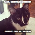Really Kitty? | REALLY? A WALL ON THE MEXICAN BORDER? I KNOW THAT'S STUPID, AND I'M JUST A CAT. | image tagged in kitty,trump wall | made w/ Imgflip meme maker