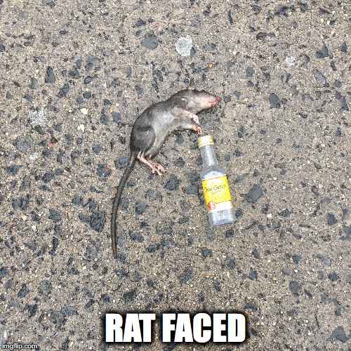 RAT FACED | image tagged in rat,drunk rat,tequila rat | made w/ Imgflip meme maker
