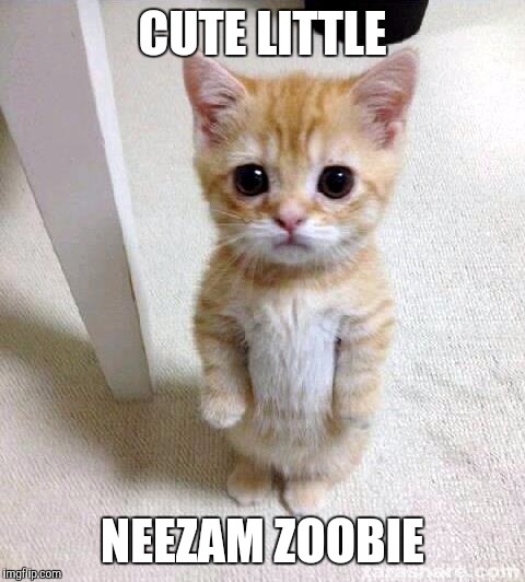 Cute Cat | CUTE LITTLE; NEEZAM ZOOBIE | image tagged in memes,cute cat | made w/ Imgflip meme maker
