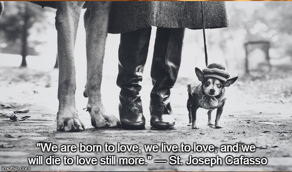 "We are born to love, we live to love, and we will die to love still more."
— St. Joseph Cafasso | image tagged in love,cute dogs,great dane | made w/ Imgflip meme maker