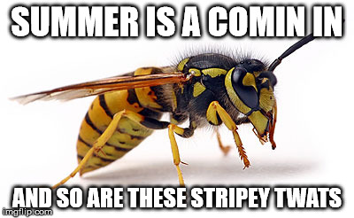 SUMMER WASP WARNING | SUMMER IS A COMIN IN; AND SO ARE THESE STRIPEY TWATS | image tagged in wasp,wasps,sting,summer,better watch out | made w/ Imgflip meme maker
