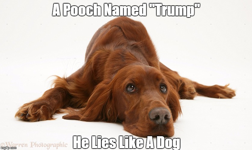 A Pooch Named "Trump" | A Pooch Named "Trump"; He Lies Like A Dog | image tagged in devious donald,lying donald,despicable donald,mendacious donald,deceptive donald,deplorable donald | made w/ Imgflip meme maker