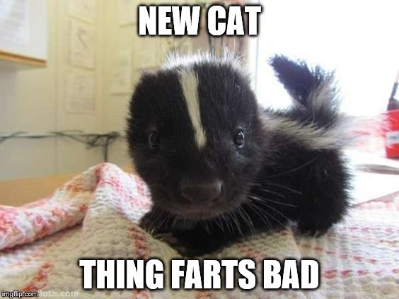 Farting cat | NEW CAT; THING FARTS BAD | image tagged in this stinks | made w/ Imgflip meme maker