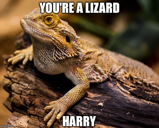 YOU'RE A LIZARD; HARRY | image tagged in lizard | made w/ Imgflip meme maker