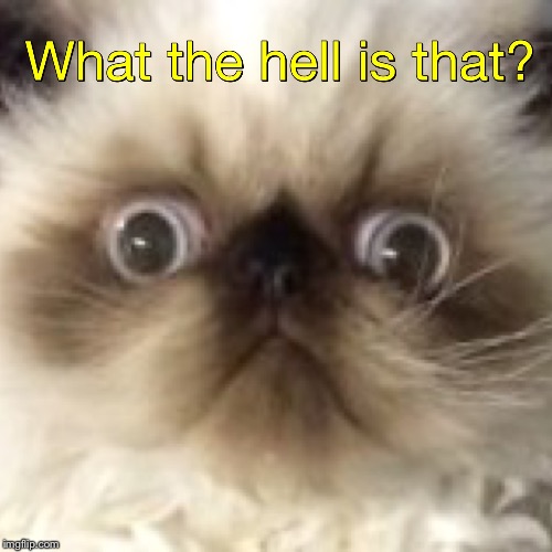 image tagged in surprising cat | made w/ Imgflip meme maker