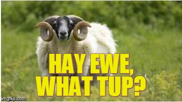 HAY EWE, WHAT TUP? | image tagged in ram,sheep,ewe,puns,farm animals,humor | made w/ Imgflip meme maker