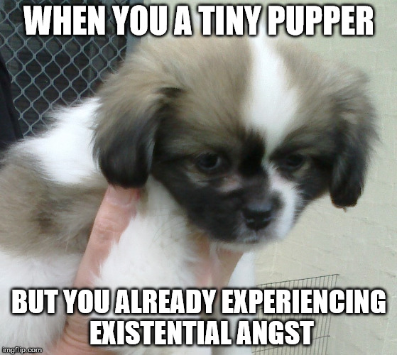 Existential dread pupper | WHEN YOU A TINY PUPPER; BUT YOU ALREADY EXPERIENCING EXISTENTIAL ANGST | image tagged in cute,cute puppy,sad puppy,existentialism | made w/ Imgflip meme maker