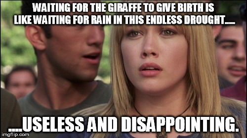 April The Giraffe Meme | WAITING FOR THE GIRAFFE TO GIVE BIRTH IS LIKE WAITING FOR RAIN IN THIS ENDLESS DROUGHT..... ....USELESS AND DISAPPOINTING. | image tagged in memes,funny,april,giraffe | made w/ Imgflip meme maker