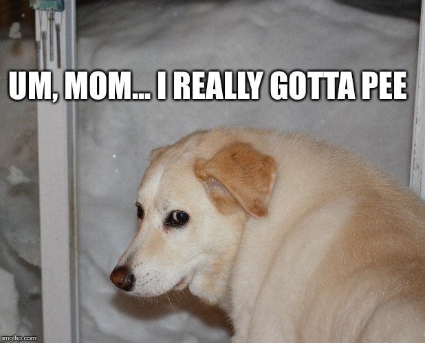 Dog  | UM, MOM...
I REALLY GOTTA PEE | image tagged in dogs | made w/ Imgflip meme maker