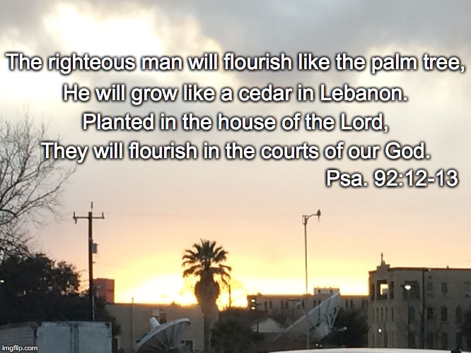 The righteous man will flourish like the palm tree, He will grow like a cedar in Lebanon. Planted in the house of the Lord, They will flourish in the courts of our God. Psa. 92:12-13 | image tagged in planted | made w/ Imgflip meme maker