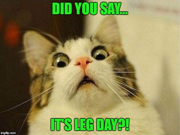 Scared Cat | DID YOU SAY... IT'S LEG DAY?! | image tagged in memes,scared cat | made w/ Imgflip meme maker