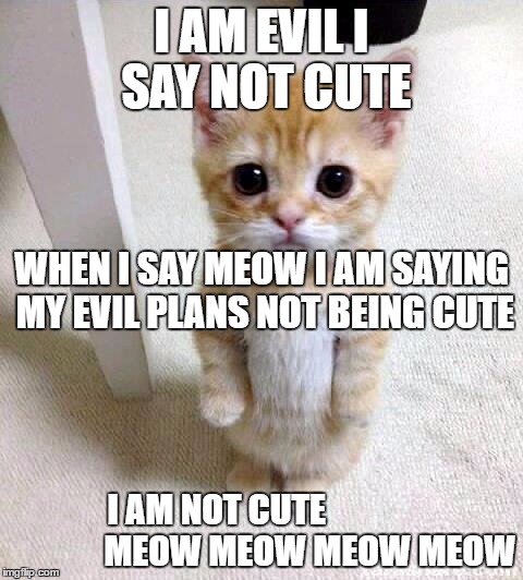 Cute Cat | I AM EVIL I SAY NOT CUTE; WHEN I SAY MEOW I AM SAYING MY EVIL PLANS NOT BEING CUTE; I AM NOT CUTE 


                       MEOW MEOW MEOW MEOW | image tagged in memes,cute cat | made w/ Imgflip meme maker
