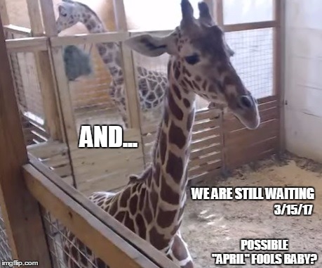 "April" Fools Baby? | AND... WE ARE STILL WAITING; 3/15/17; POSSIBLE; "APRIL" FOOLS BABY? | image tagged in april,giraffe,april fools,baby,still waiting | made w/ Imgflip meme maker