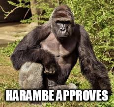 HARAMBE APPROVES | image tagged in harambe | made w/ Imgflip meme maker