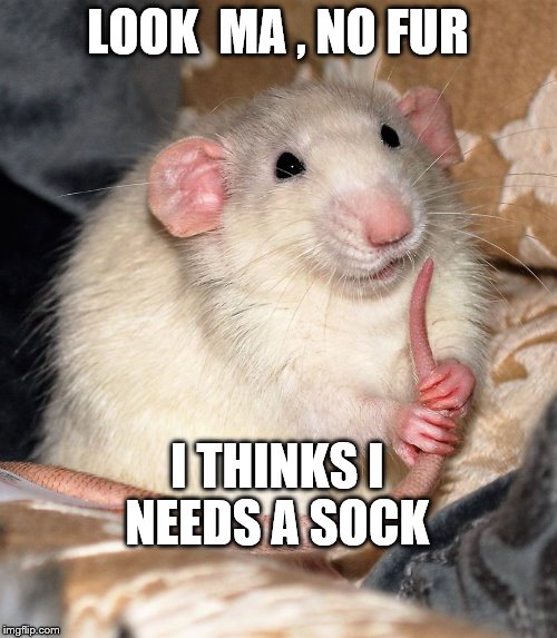 No Fur | LOOK  MA , NO FUR; I THINKS I NEEDS A SOCK | image tagged in funny animals | made w/ Imgflip meme maker
