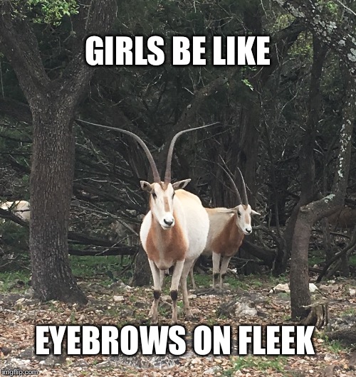 GIRLS BE LIKE; EYEBROWS ON FLEEK | image tagged in eyebrows on fleek,eyebrows,girls,makeup,girls be like,gazelle | made w/ Imgflip meme maker