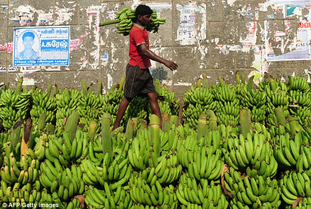 High Quality bananas back in the market Blank Meme Template