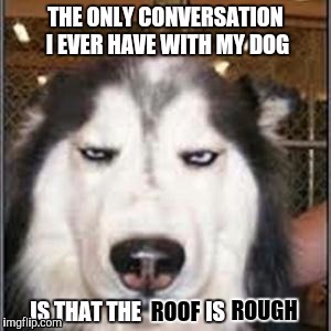 Dog Talk | ROOF; ROUGH | image tagged in memes,original pissed off husky,dog | made w/ Imgflip meme maker