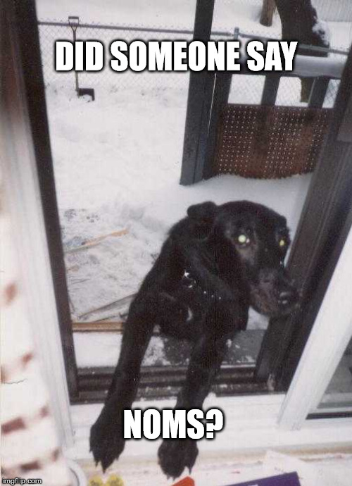 marley noms | DID SOMEONE SAY; NOMS? | image tagged in noms,dog,window | made w/ Imgflip meme maker