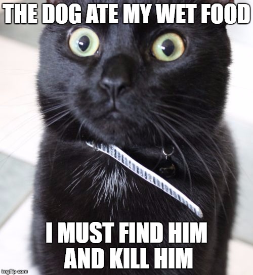 Woah Kitty | THE DOG ATE MY WET FOOD; I MUST FIND HIM AND KILL HIM | image tagged in memes,woah kitty | made w/ Imgflip meme maker