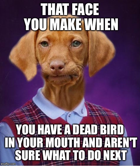 Bad Luck Raydog | THAT FACE YOU MAKE WHEN; YOU HAVE A DEAD BIRD IN YOUR MOUTH AND AREN'T SURE WHAT TO DO NEXT | image tagged in bad luck raydog | made w/ Imgflip meme maker