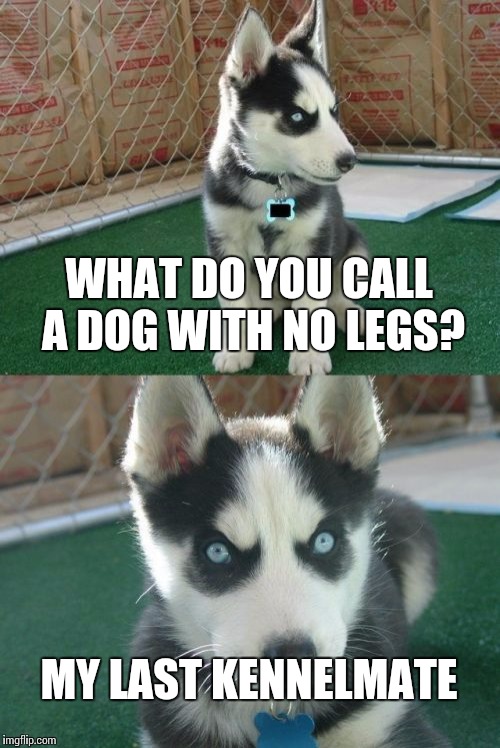 Insanity Puppy Meme | WHAT DO YOU CALL A DOG WITH NO LEGS? MY LAST KENNELMATE | image tagged in memes,insanity puppy | made w/ Imgflip meme maker