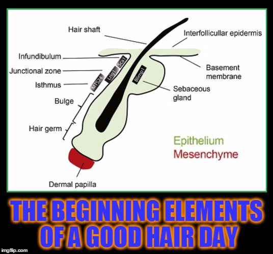  Favorable Follicular Diurnal Course (Good Hair Day) | THE BEGINNING ELEMENTS OF A GOOD HAIR DAY | image tagged in vince vance,good hair day | made w/ Imgflip meme maker