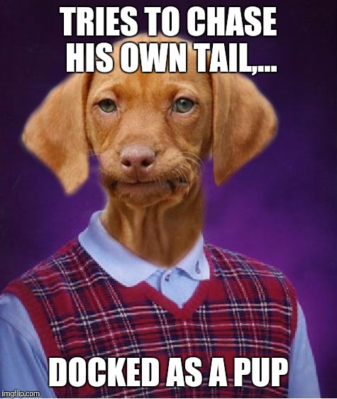 TRIES TO CHASE HIS OWN TAIL,... DOCKED AS A PUP | made w/ Imgflip meme maker