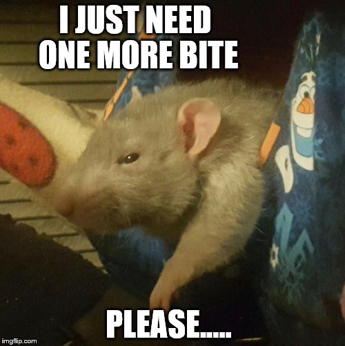 One More Bite | I JUST NEED 
ONE MORE
BITE; PLEASE..... | image tagged in one more bite | made w/ Imgflip meme maker