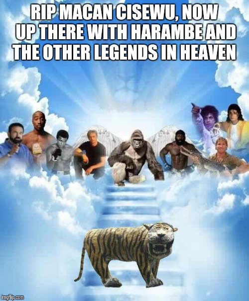 RIP MACAN CISEWU, NOW UP THERE WITH HARAMBE AND THE OTHER LEGENDS IN HEAVEN | image tagged in macan cisewu rip | made w/ Imgflip meme maker