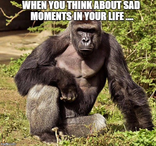 WHEN YOU THINK ABOUT SAD MOMENTS IN YOUR LIFE .... | image tagged in harambe | made w/ Imgflip meme maker