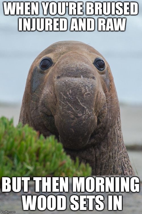 elephant seal | WHEN YOU'RE BRUISED INJURED AND RAW; BUT THEN MORNING WOOD SETS IN | image tagged in elephant seal | made w/ Imgflip meme maker