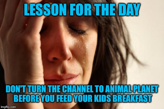 First World Problems Meme | LESSON FOR THE DAY; DON'T TURN THE CHANNEL TO ANIMAL PLANET BEFORE YOU FEED YOUR KIDS BREAKFAST | image tagged in memes,first world problems | made w/ Imgflip meme maker