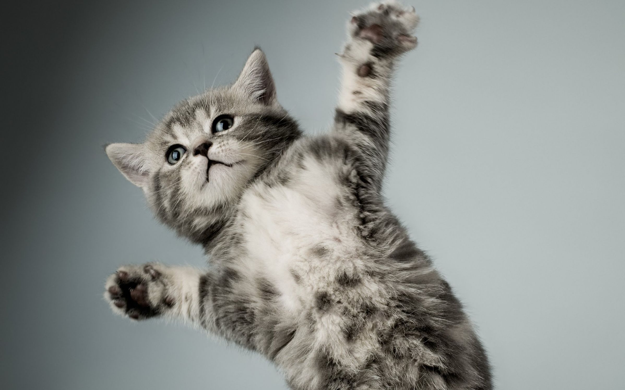 High Quality Paws up kitten Blank Meme Template