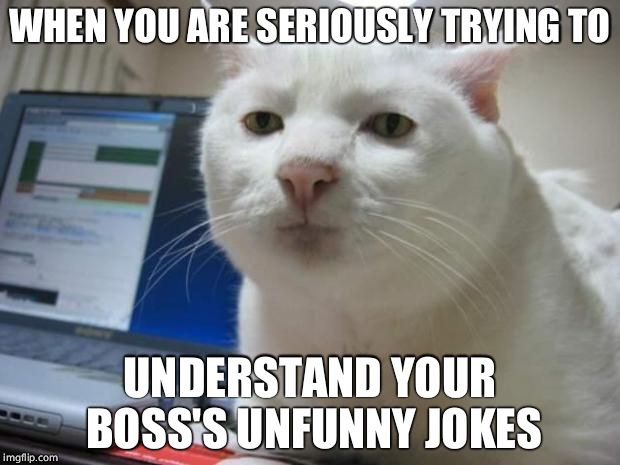 serious cat | WHEN YOU ARE SERIOUSLY TRYING TO; UNDERSTAND YOUR BOSS'S UNFUNNY JOKES | image tagged in serious cat | made w/ Imgflip meme maker