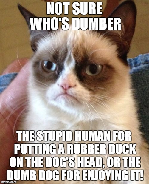 Grumpy Cat Meme | NOT SURE WHO'S DUMBER THE STUPID HUMAN FOR PUTTING A RUBBER DUCK ON THE DOG'S HEAD, OR THE DUMB DOG FOR ENJOYING IT! | image tagged in memes,grumpy cat | made w/ Imgflip meme maker