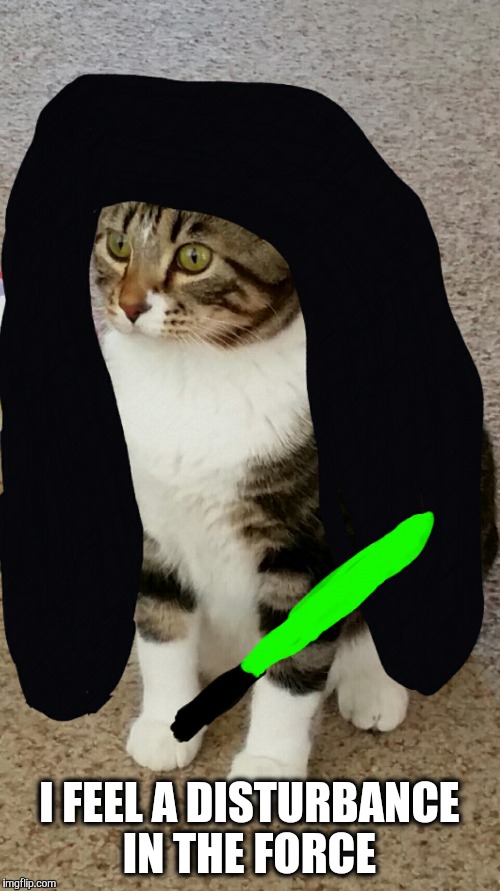 I feel a disturbance in the Force | I FEEL A DISTURBANCE IN THE FORCE | image tagged in cats,star wars,funny cats | made w/ Imgflip meme maker