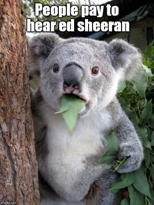 Surprised Koala | People pay to hear ed sheeran | image tagged in surprised koala | made w/ Imgflip meme maker