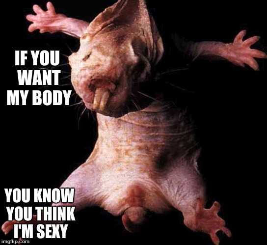 if you want my body | IF YOU WANT MY BODY; YOU KNOW YOU THINK I'M SEXY | image tagged in if you want my body | made w/ Imgflip meme maker