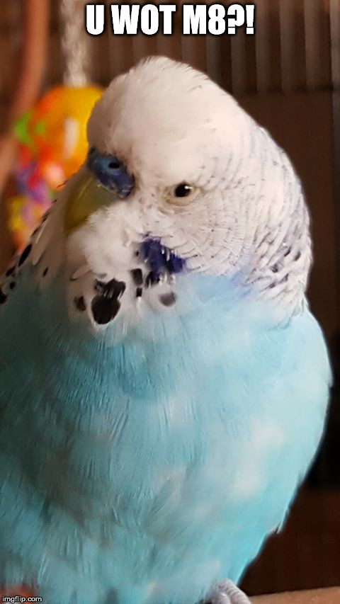 Budgie Bully  | U WOT M8?! | image tagged in budgie,birb,birds,angery,angry,bullying | made w/ Imgflip meme maker