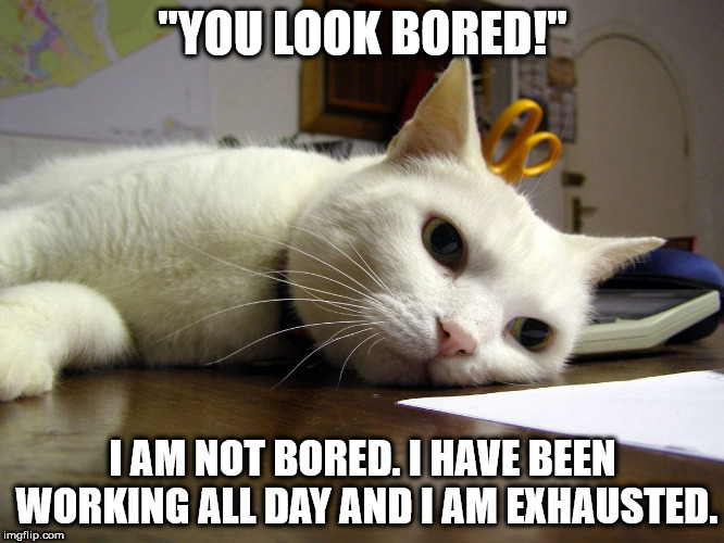 Annoyed tired bored cat  | "YOU LOOK BORED!"; I AM NOT BORED. I HAVE BEEN WORKING ALL DAY AND I AM EXHAUSTED. | image tagged in annoyed tired bored cat | made w/ Imgflip meme maker