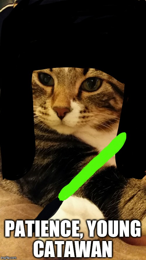 PATIENCE, YOUNG CATAWAN | image tagged in cats,star wars,funny cats | made w/ Imgflip meme maker