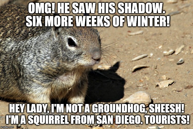 OMG! HE SAW HIS SHADOW. SIX MORE WEEKS OF WINTER! HEY LADY, I'M NOT A GROUNDHOG, SHEESH! I'M A SQUIRREL FROM SAN DIEGO. TOURISTS! | made w/ Imgflip meme maker