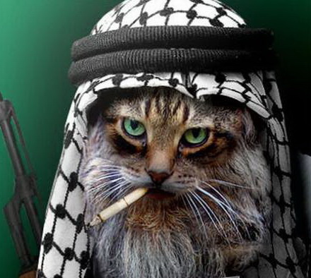 Sarcastic Terrorist Cat Blank Meme Template