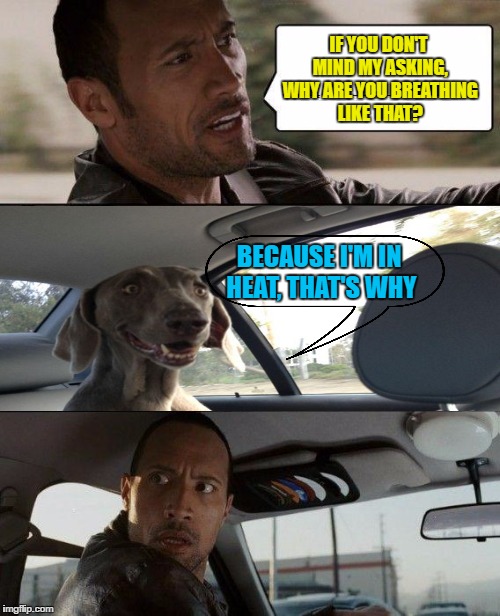Sorry He Even Asked | IF YOU DON'T MIND MY ASKING, WHY ARE YOU BREATHING LIKE THAT? BECAUSE I'M IN HEAT, THAT'S WHY | image tagged in memes,the rock driving,funny | made w/ Imgflip meme maker