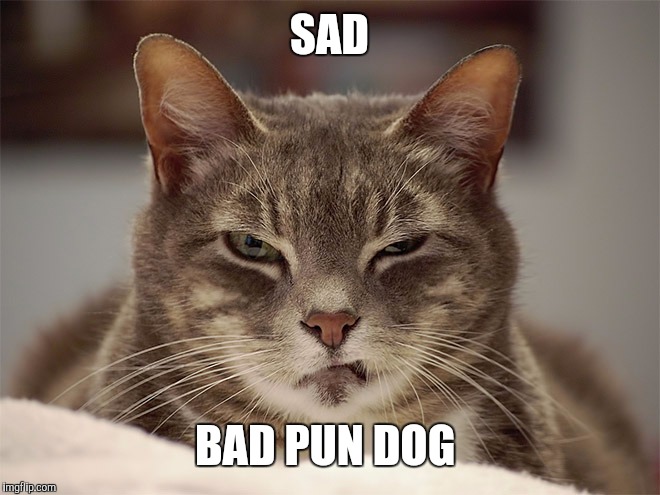 Sarcasm Cat | SAD BAD PUN DOG | image tagged in sarcasm cat | made w/ Imgflip meme maker