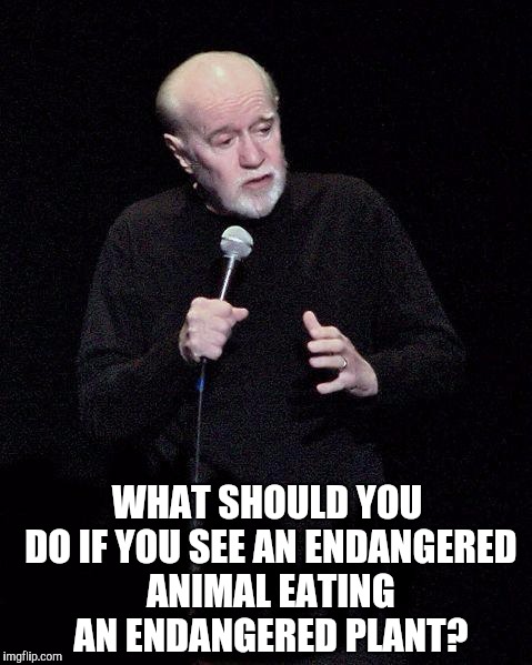 George Carlin | WHAT SHOULD YOU DO IF YOU SEE AN ENDANGERED ANIMAL EATING AN ENDANGERED PLANT? | image tagged in george carlin | made w/ Imgflip meme maker
