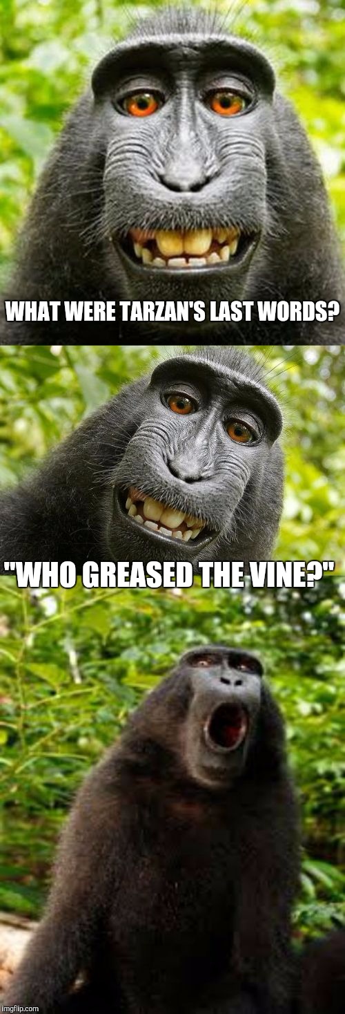 bad pun monkey | WHAT WERE TARZAN'S LAST WORDS? "WHO GREASED THE VINE?" | image tagged in bad pun monkey | made w/ Imgflip meme maker