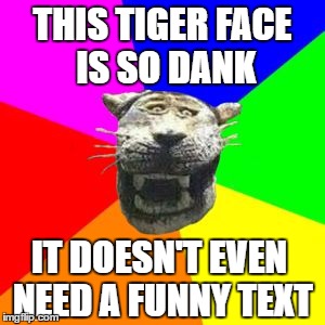 danktiger | THIS TIGER FACE IS SO DANK; IT DOESN'T EVEN NEED A FUNNY TEXT | image tagged in danktiger | made w/ Imgflip meme maker